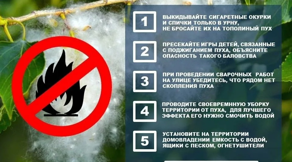 Тополиный пух информация для размещения.png